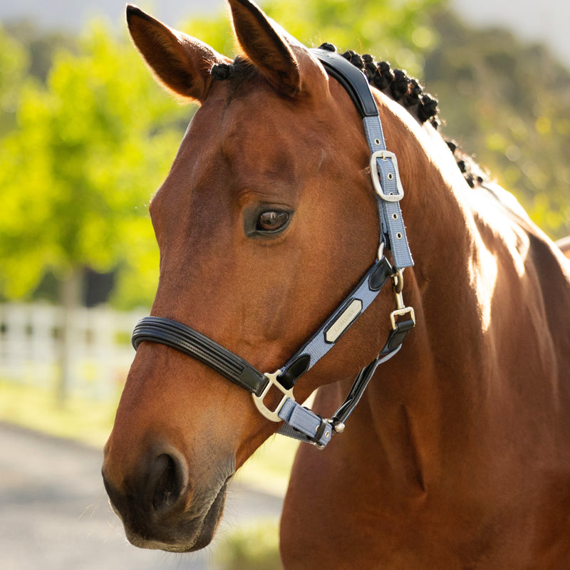 LeMieux Capella Headcollar - Powder Blue