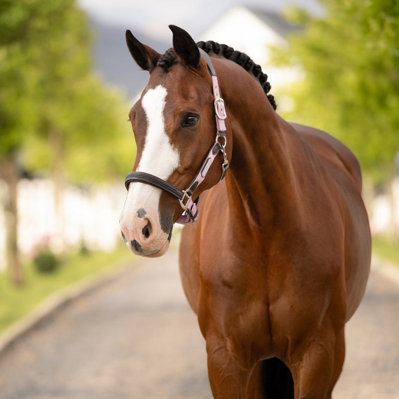 LeMieux Capella Headcollar - Fondant