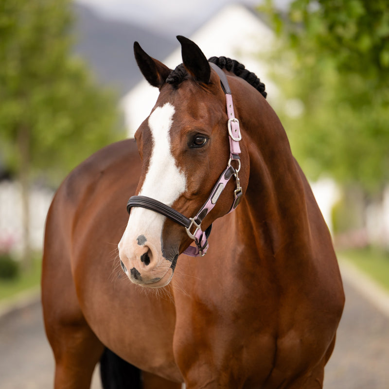 LeMieux Capella Headcollar - Fondant