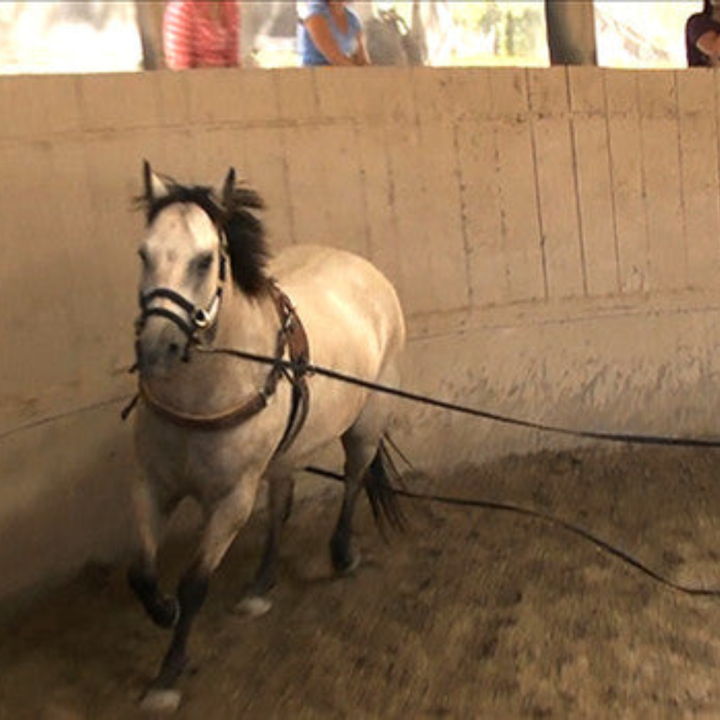 Monty Roberts Set of Two Long Lines - 30ft