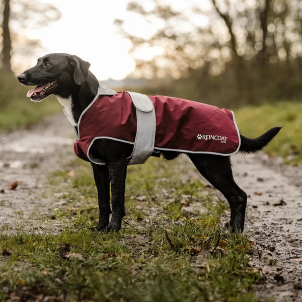 Reincoat Dog Coat - Burgundy