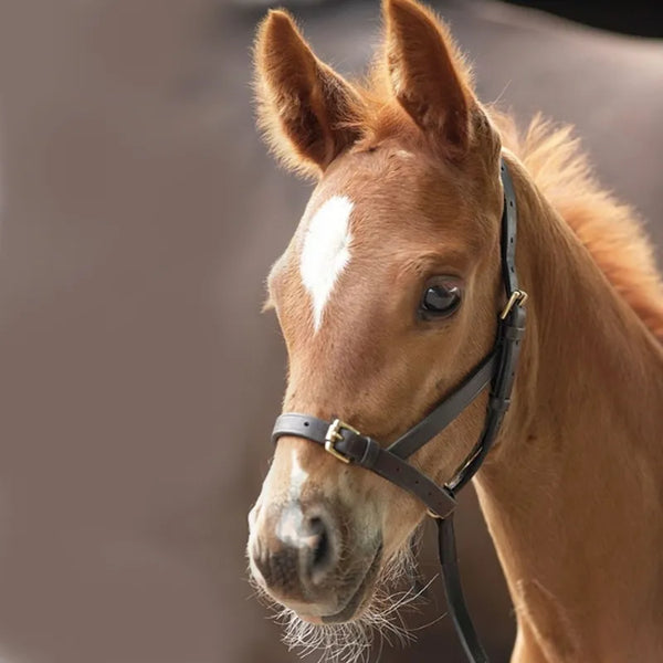 Shires Leather Foal Slip - Brown