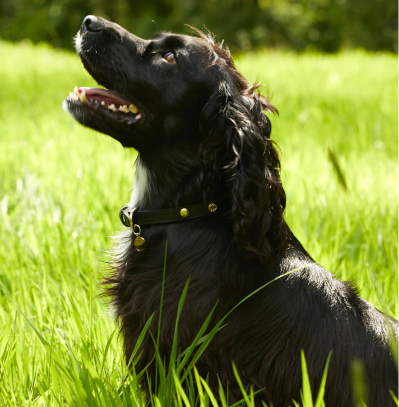 Holland Cooper Studded Dog Collar - Black