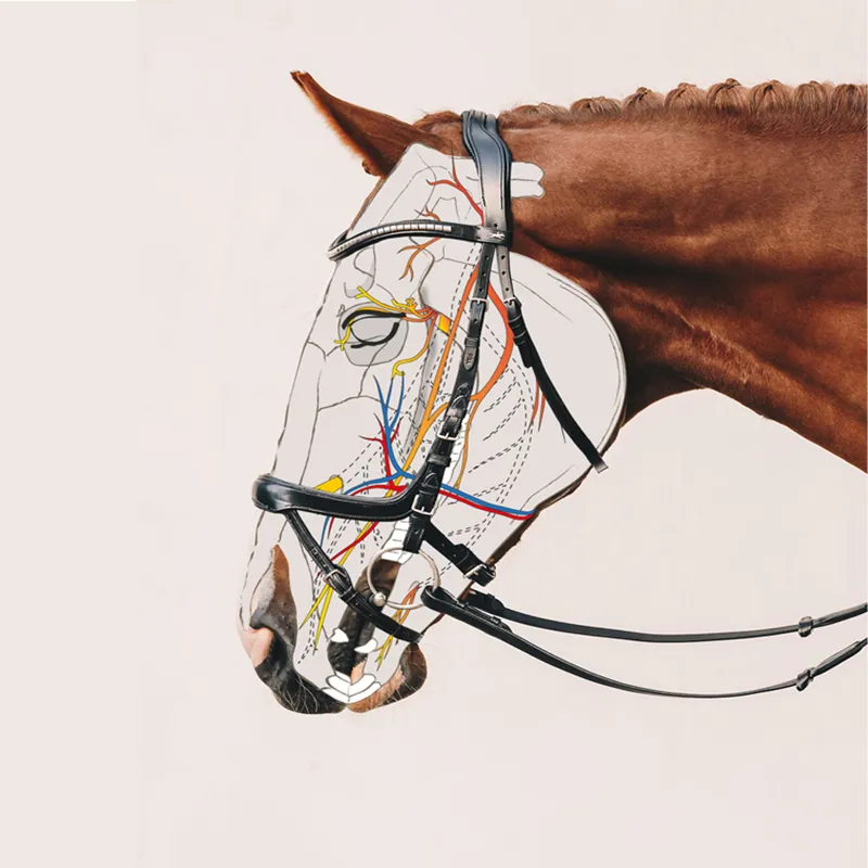 Schockemohle Equitus Beta Bridle - Black-1