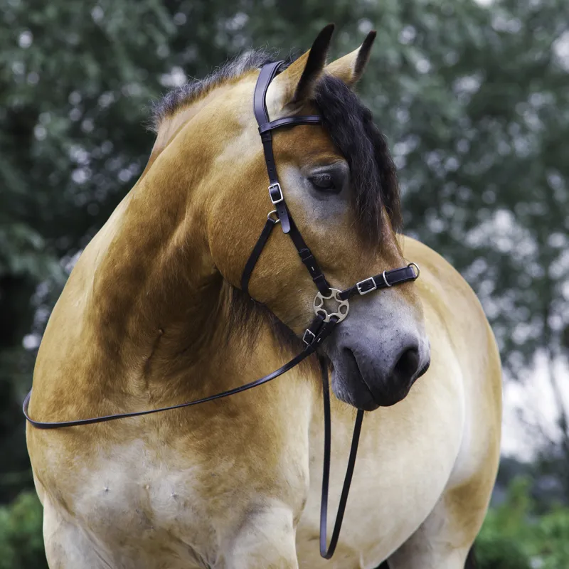 F.R.A Caval Hackamore Bridle - Black-1