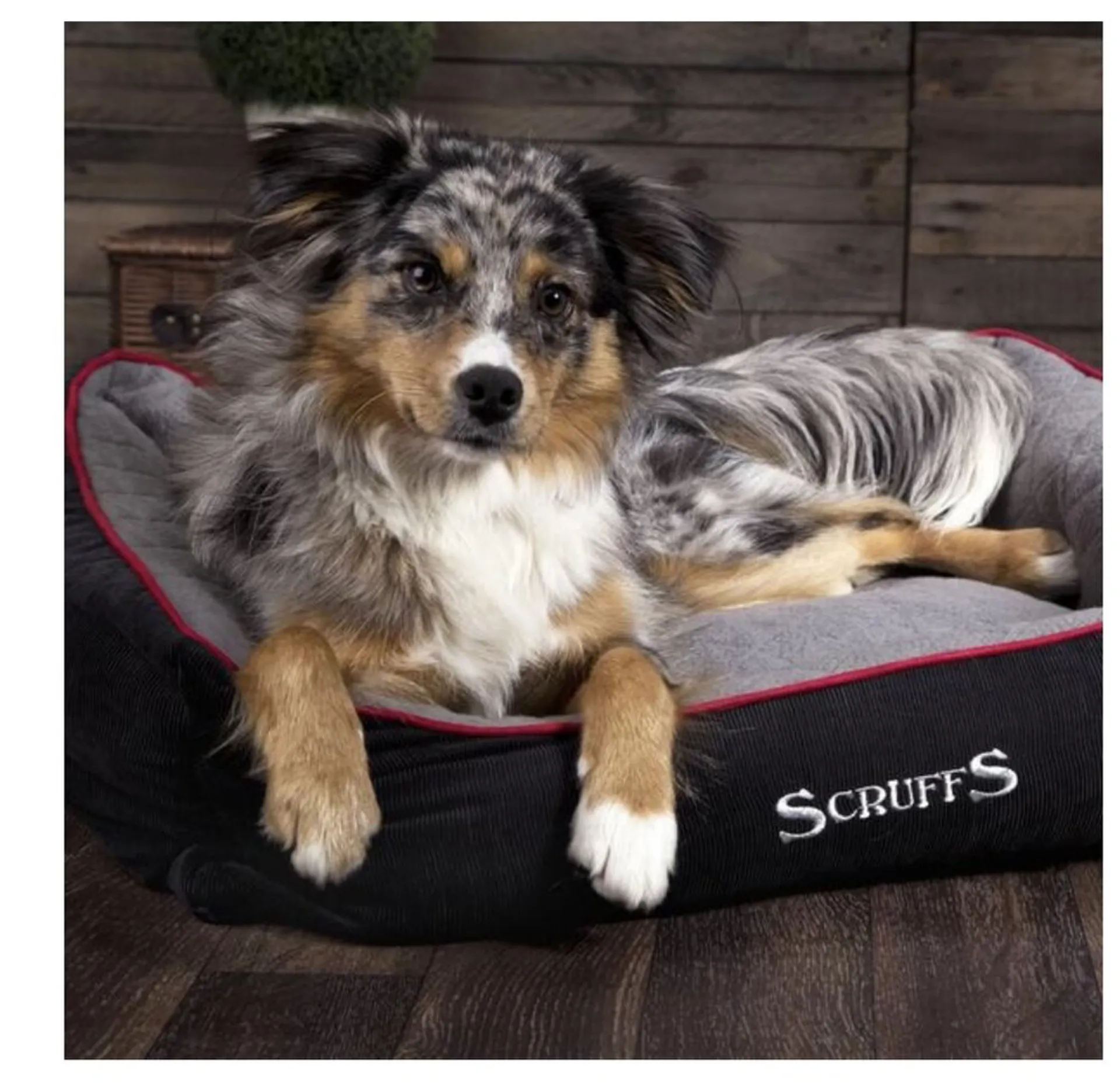 Scruffs thermal dog bed cheap