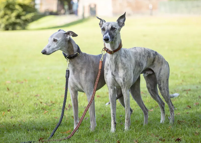 Digby and Fox Plaited Dog Lead - Tan-1