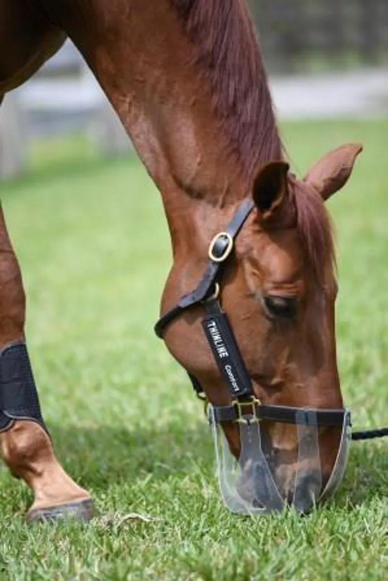 ThinLine Flexible Filly Grazing Muzzle - 3.5cm-2