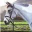 Mackey Legend Athena Bridle - Brown