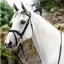 Mackey Legend Athena Bridle - Black