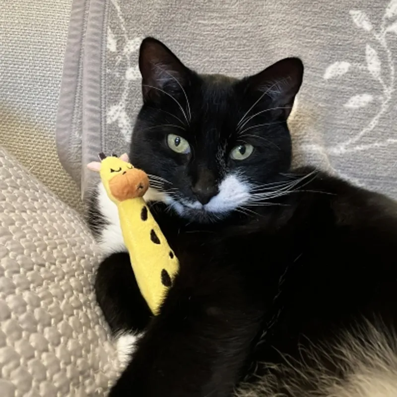 Rosewood Eco Giraffe Grab Cat Toy-2