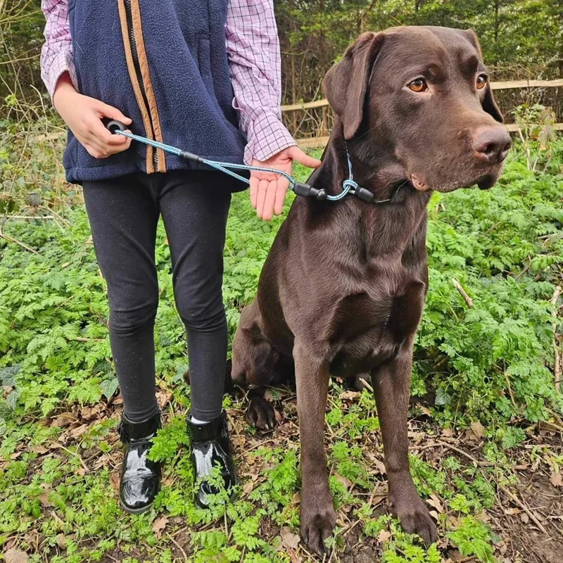 Sporting Saint Field Trial PRO Junior Lead - Olive-1