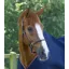 Premier Equine Hennaroso Rolled Anatomic Leather Head Collar - Brown