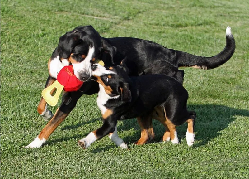 Jolly Pets Jolly Tug Colours - Assorted X-Large-1