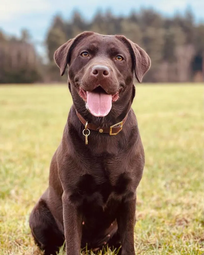 Fairfax and Favor Fitzroy Dog Collar - Tan-1