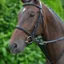 Hy Equestrian Bib Martingale - Black