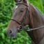 Hy Equestrian Bib Martingale - Brown