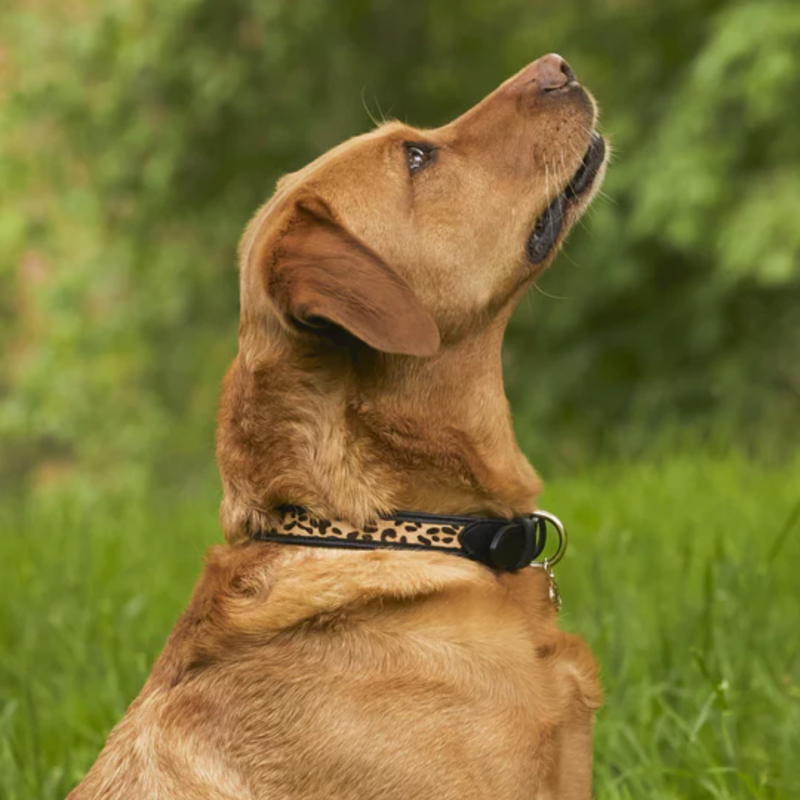 Holland Cooper Classic Dog Collar - Black/Leopard-4