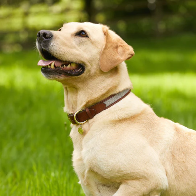 Holland Cooper Classic Dog Collar - Chestnut Tweed-2