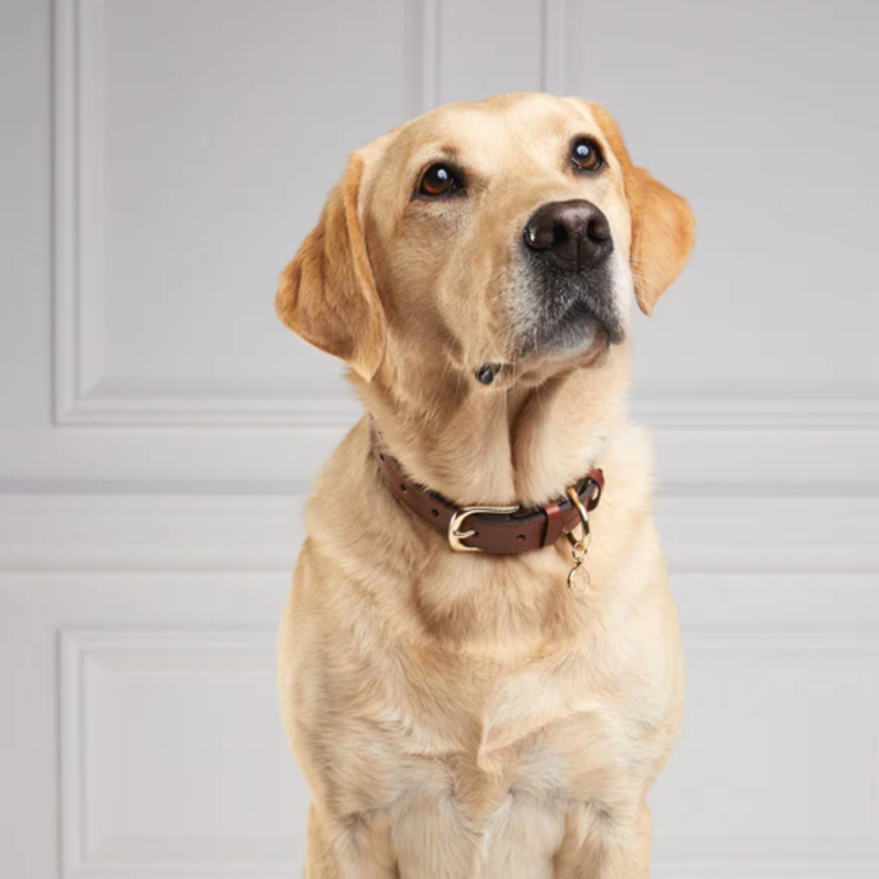 Holland Cooper Classic Dog Collar - Chestnut Tweed-4