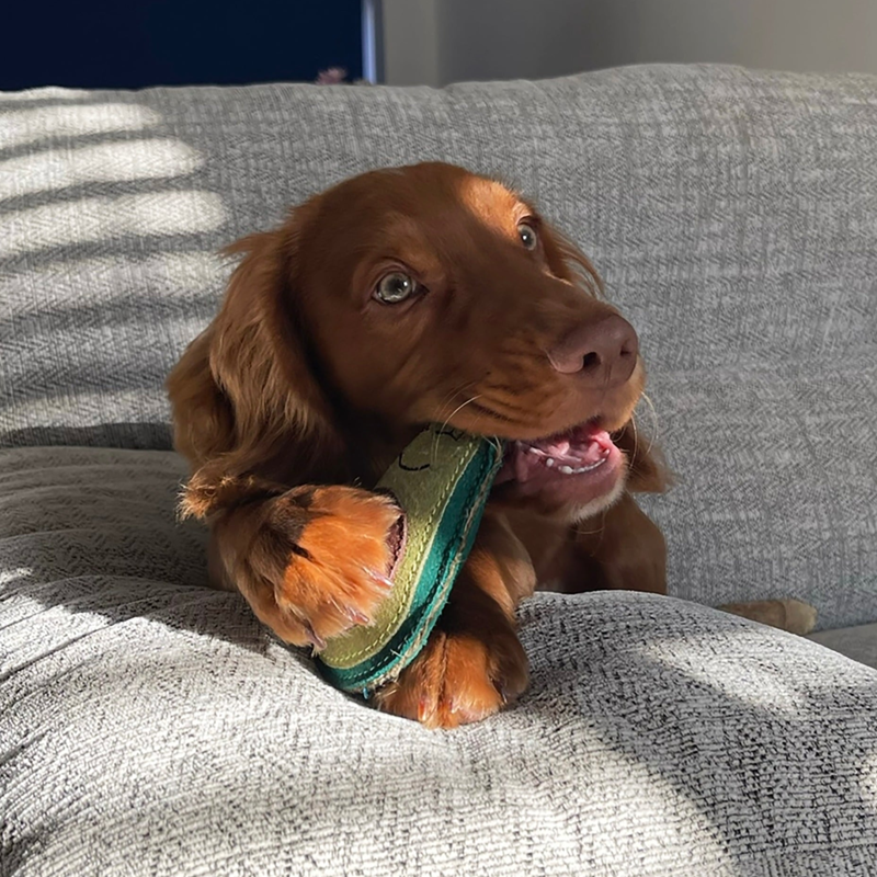 Green and Wilds Audrey The Avocado Dog Toy-5