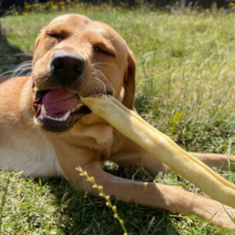 JR Pet Products Whole Beef Tail-2