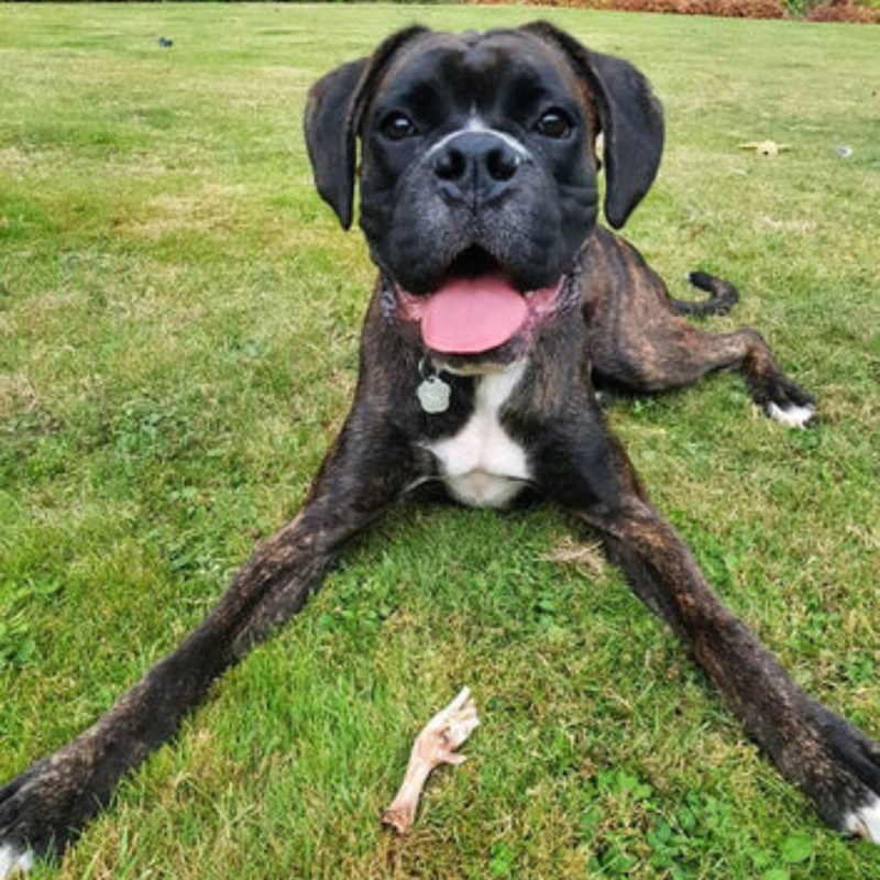 JR Pet Products Chicken Feet - 1kg-1