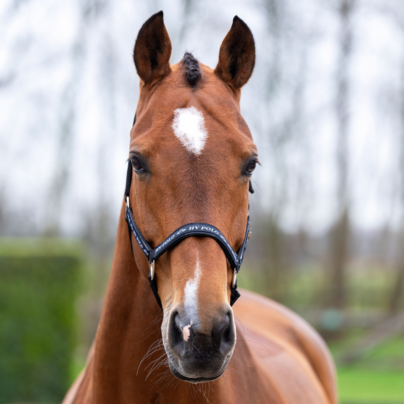 HV Polo Nena Head Collar - Black-2
