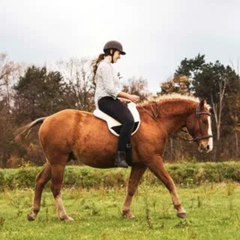 F.R.A Indy Bitless Bridle with Reins - Havana Brown-1