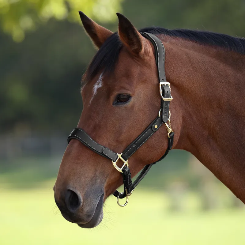 Velociti LUSSO Lorca Leather Headcollar - Black-6