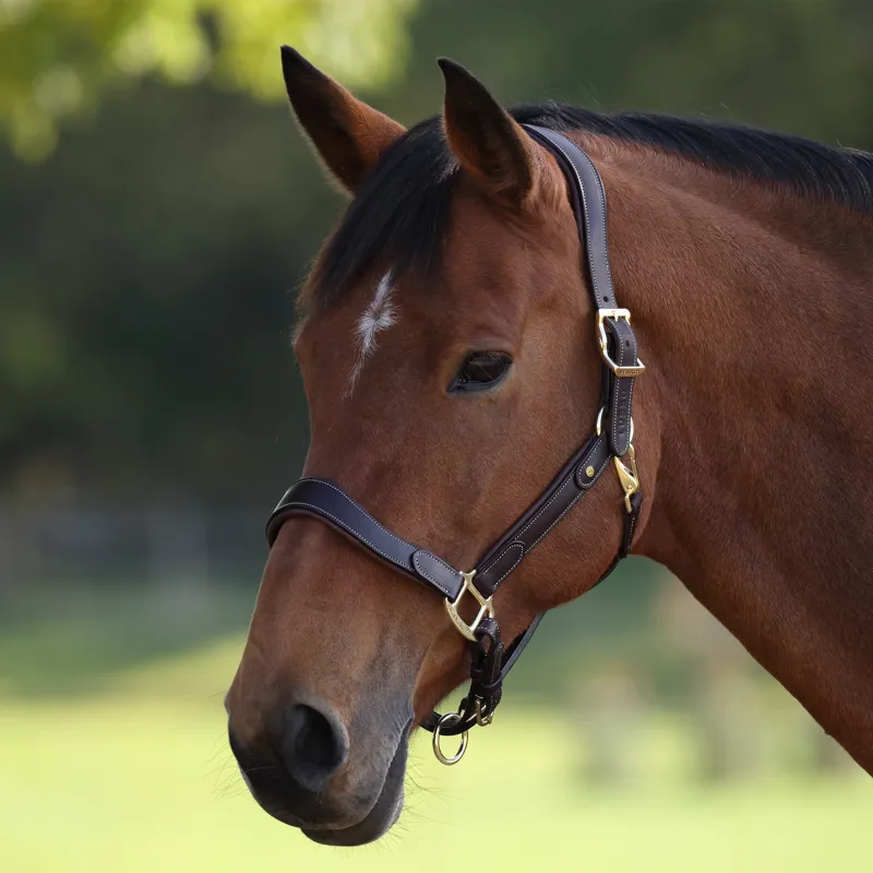 Velociti LUSSO Lorca Leather Headcollar - Havana-7