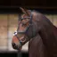 Velociti Lusso Elite Grackle Bridle - Black