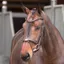 Velociti Lusso Elite Flash Bridle - Havana