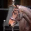 Velociti Lusso Elite Padded Cavesson Bridle - Havana