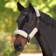 ARMA SupaFleece Halter Fleece Set - Natural