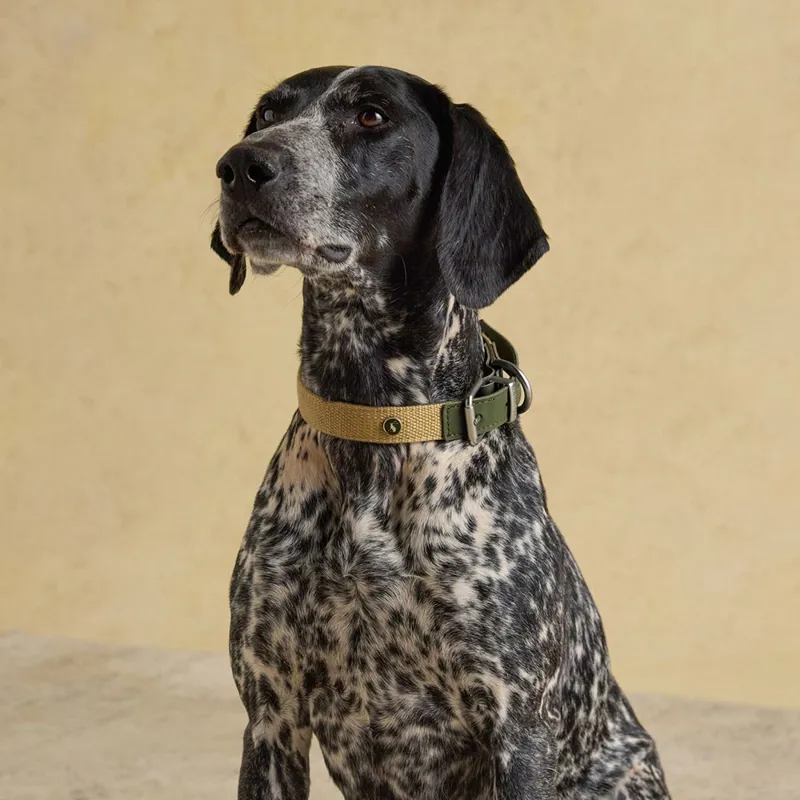 Joules Collar - Khaki-4