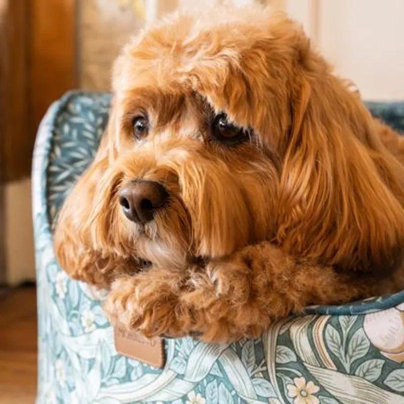 William Morris Pimpernel and Lily Leaf Oval Bed-3