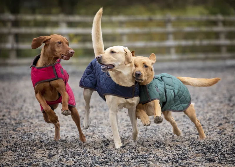 Digby and Fox Heritage Dog Coat - Indigo-2