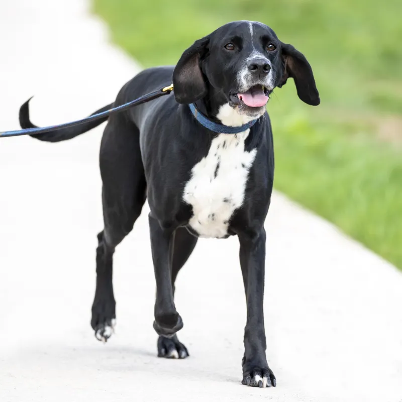 Digby and Fox Tweed Dog Lead - Navy-1