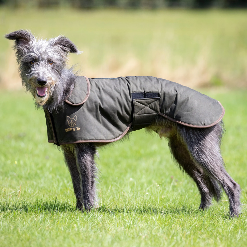 Digby and Fox Wax Greyhound Coat - Olive