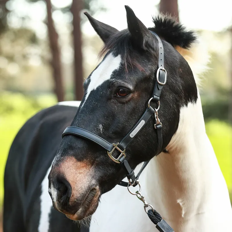 Equilibrium Stellar All Weather Headcollar - Black-4