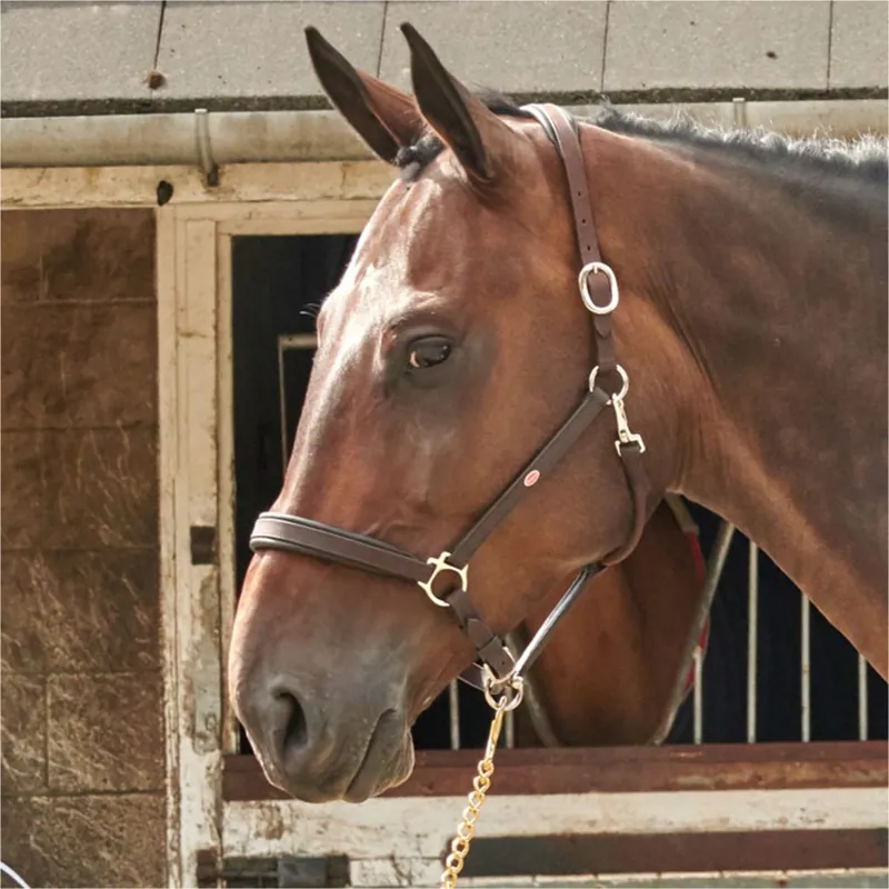 John Whitaker RT Headcollar - Brown
