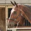 John Whitaker RT Headcollar - Brown