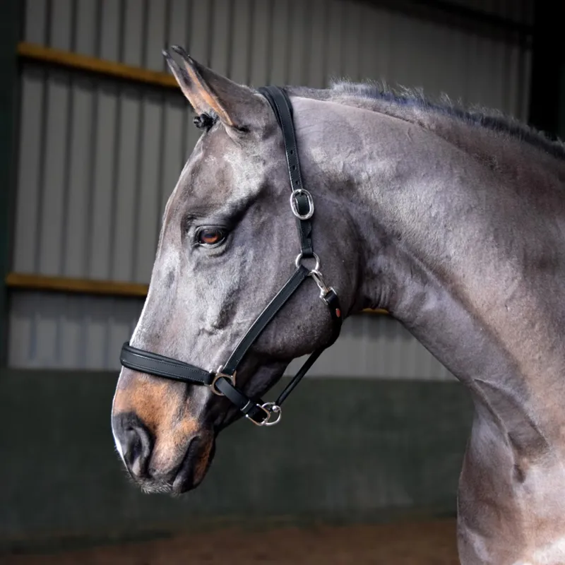 John Whitaker RT Headcollar - Black