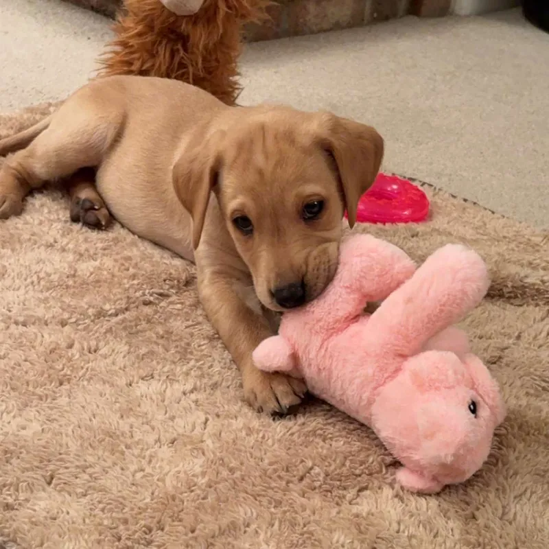 Hemmo and Co Animal Puppy Toy-1