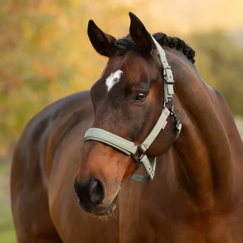 LeMieux Essence Headcollar - Rosemary-1