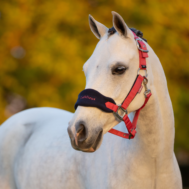 LeMieux Mini Vogue Headcollar and Leadrope - Cranberry-2