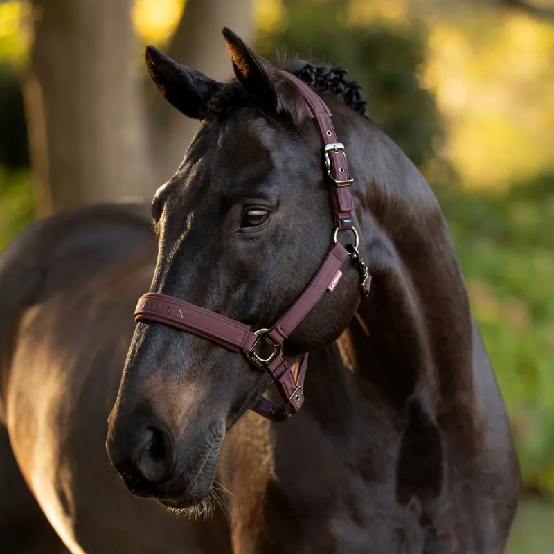 LeMieux Essence Headcollar - Damson-1