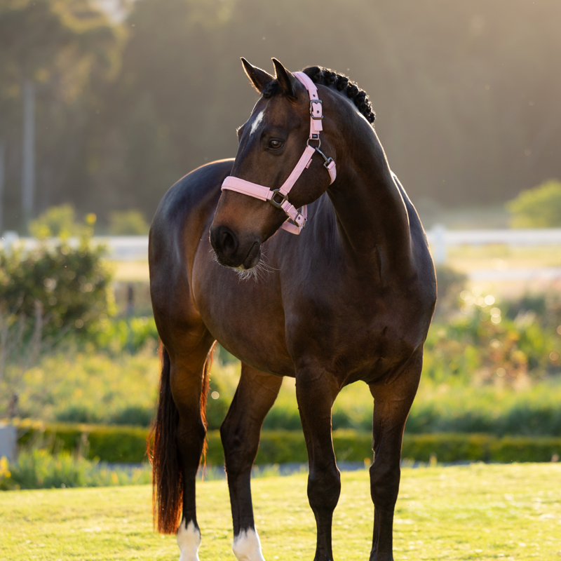 LeMieux Essence Headcollar - Fondant-1