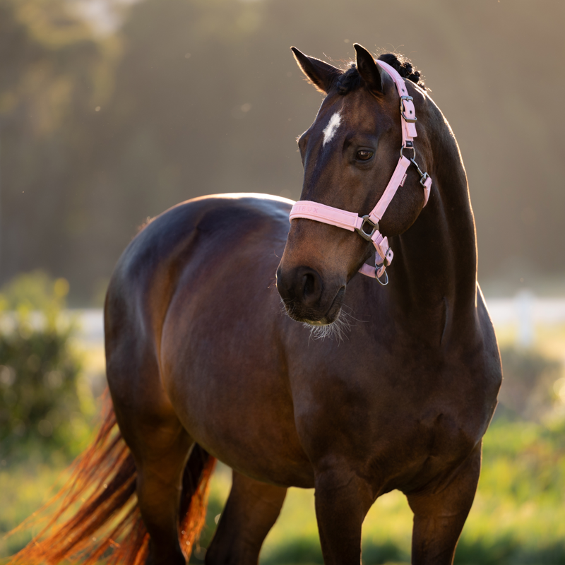 LeMieux Essence Headcollar - Fondant-2